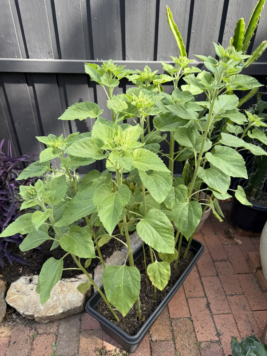 Dr Brad McKay tweet media