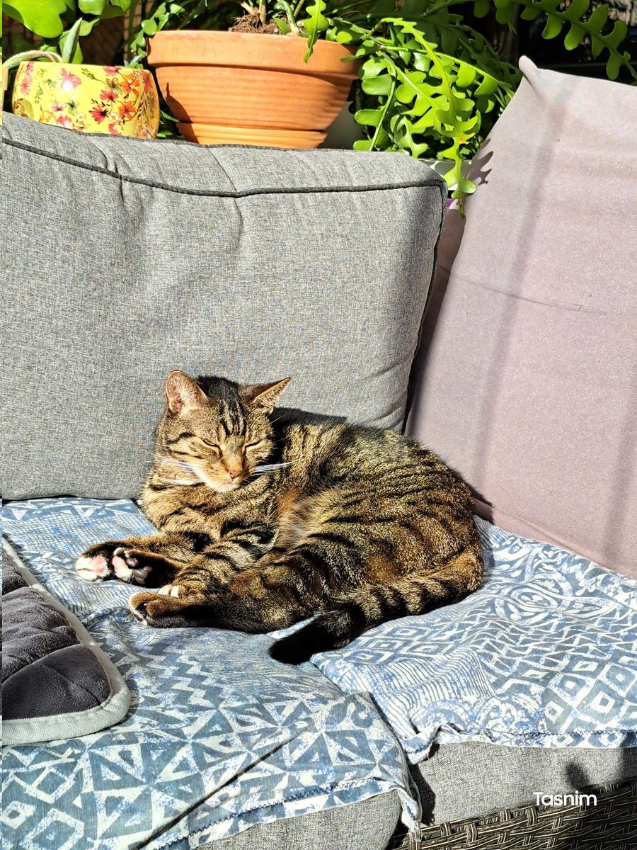 For the first time since my brother passed away, I jumped on mum her bed at night and tried to find a spot. Mum got me a nice bed, and I slept next to her almost the whole night. Had to check on Nanny this morning!!Have a good day, friends!! 💜😽 (I didn't let mum take a picture)