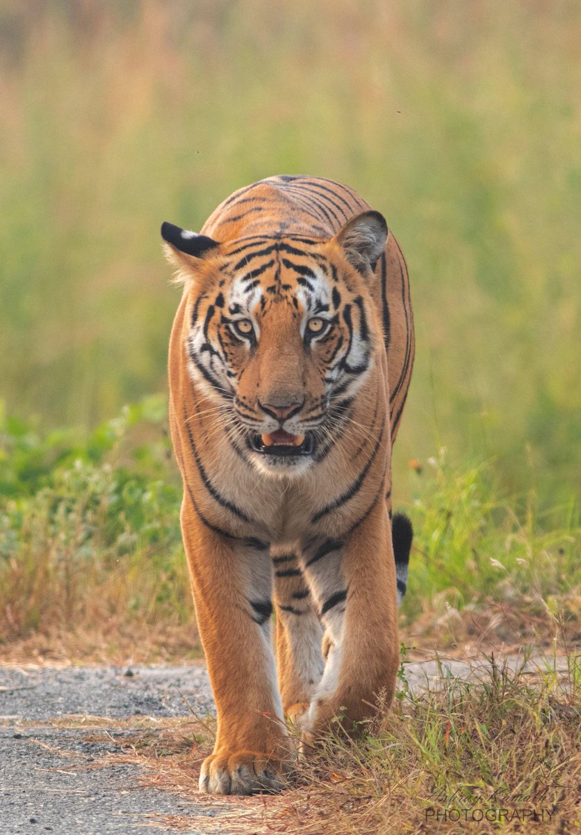 AshrayKamath's tweet photo. The sighting that turned a very dry safari to an excitement filled one! Tiger from Dhela, Jim Corbett #IndiAves #wildlifephotography #BBCWildlifePOTD #Canon #wildlife https://t.co/wNOd6yKsDH