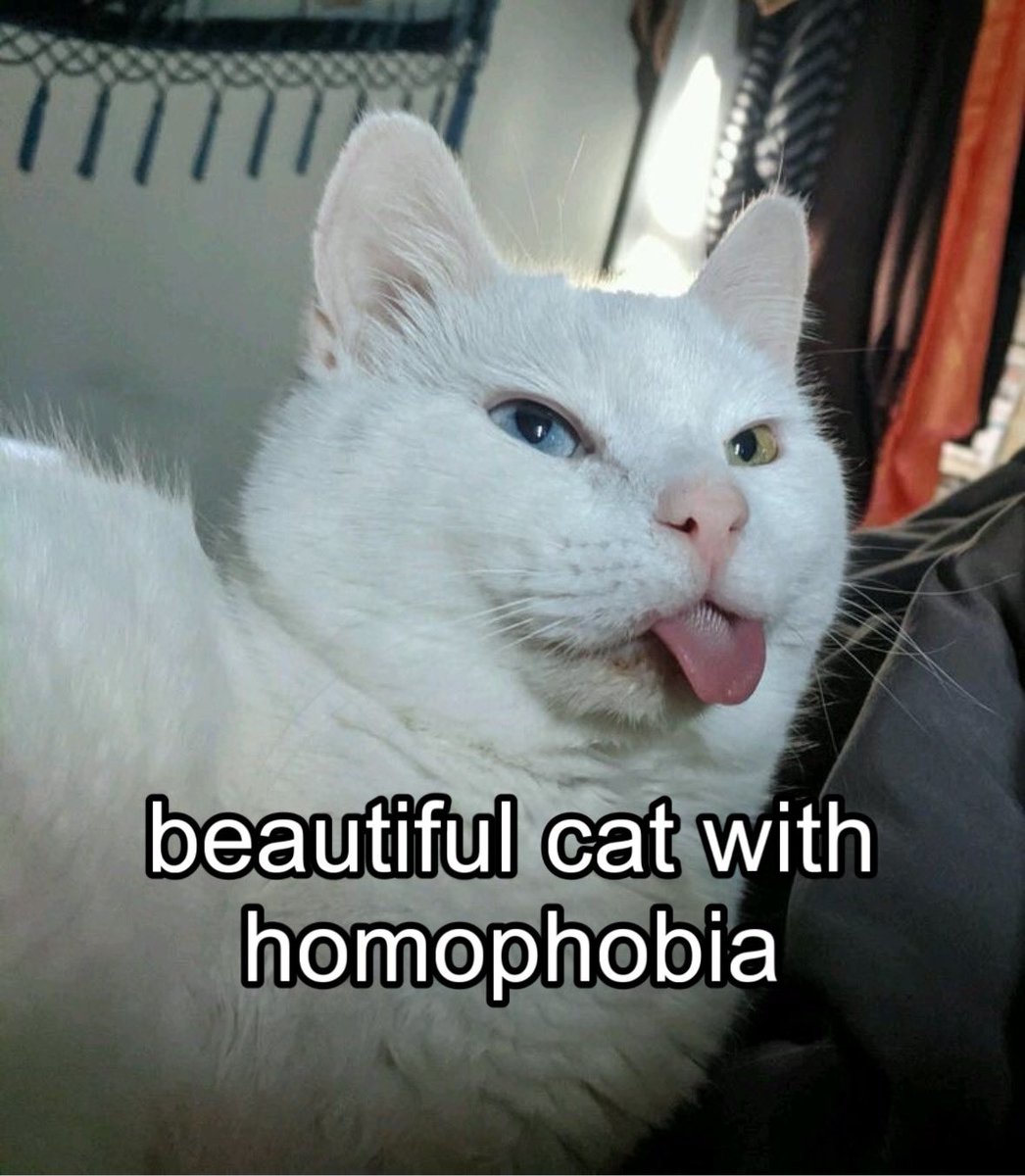 Punch Cat tweet media