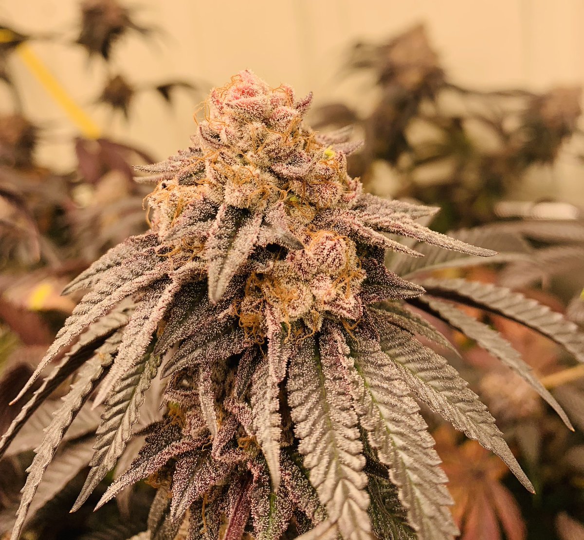 Main_Main671's tweet image. Angel Breath bred by @808geneticsjb
