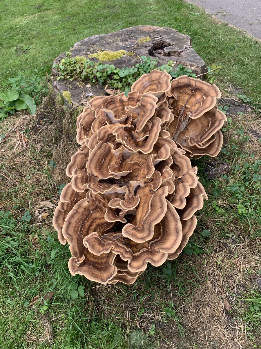 hansbenard's tweet photo. @MarionKoopmans Ik vind het een leuk initiatief. Ik vraag iedereen die van natuur houdt een foto te plaatsen. Een foto die jijzelf genomen hebt. Alleen een foto, geen omschrijving. Het doel is om een beetje rust en balans in de negatieve sfeer te creëeren. Doe je mee? Kopieer de tekst en deel https://t.co/ZN5zGcHJAQ