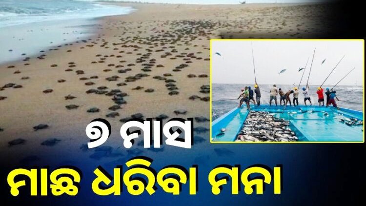 Odishaepaper's tweet image. ରାଜନଗର : ଅଲିଭ ରିଡଲେ କଇଁଛଙ୍କ ସୁରକ୍ଷା ପାଇଁ ଲାଗିଲା କଟକଣା 
- ୭ ମାସ ପର୍ଯ୍ୟନ୍ତ ମାଛ ଧରିବା ମନା

#nofishing #sea  #turtles #protect #Rajnagar #odisha #BreakingNews‌ #odishanewsepaper