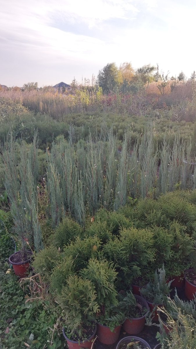 GreenMaxKZ's tweet photo. Можжевельники, туи, ели, сосны, лиственные кустарники и другое в питомнике GREENMAX.
https://t.co/80o77Kp6Ot https://t.co/2Pg5iDMIbI