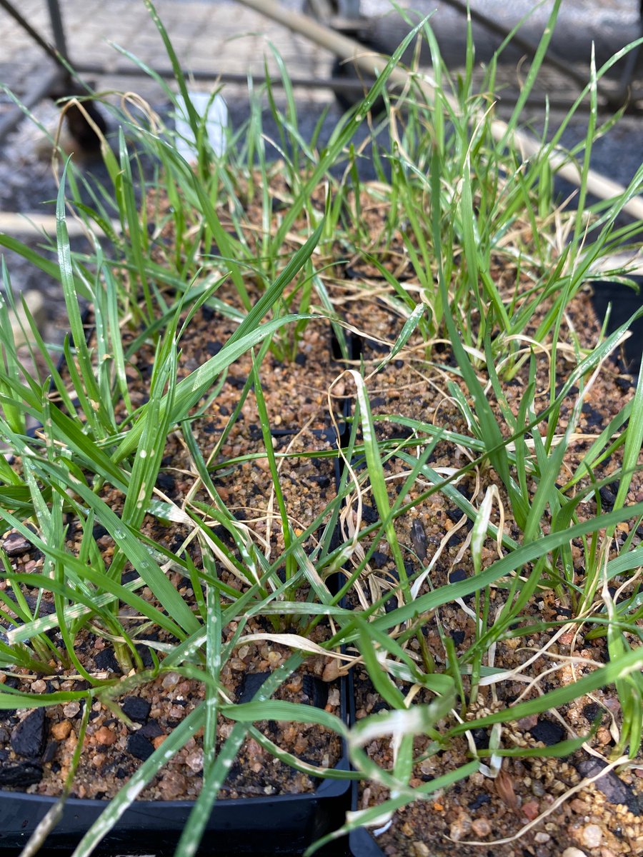 3DAT: prosulfocarb 3L + Voraxor 240ml + Gramoxone 250 at 900ml vs Gramoxone solo 900ml.  Hasten 1% as adjuvant in all treatments.  Highly paraquat-resistant ARG cooked!