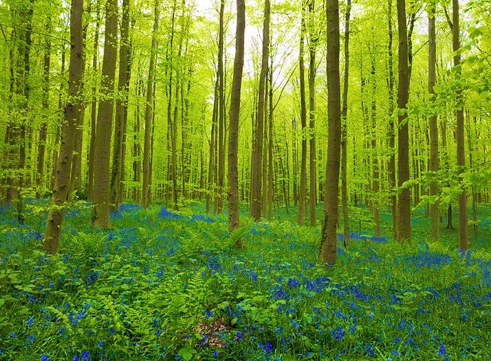 The idea that humanity has a “purpose” while all other life forms simply exist, is a product of absurd, highly dangerous human supremacist rhetoric.  

Our vain, desperate, futile and obsessive search for our elusive “higher purpose” has become a threat to all biological