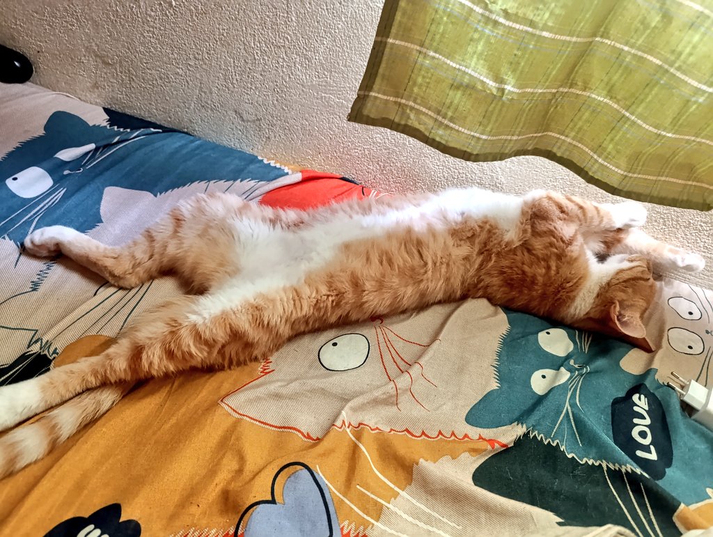koalandeMichi's tweet photo. Buenas 👋🏻 al fin viernes de a ver a sus michis 😍👇🏻 https://t.co/2JculhE8Lt