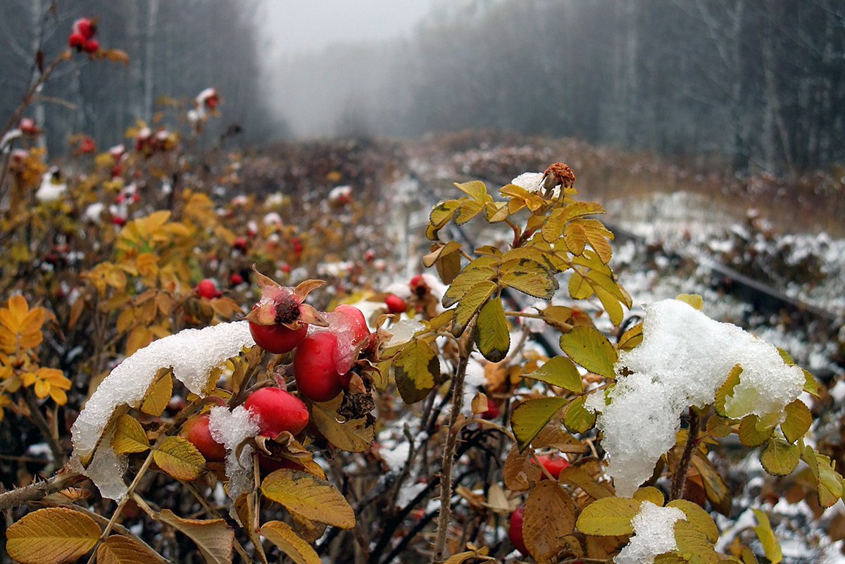 Nata__Svetlova's tweet image. Ноябрь — это обнажённость… Чувство лёгкости и смущения от сброшенной природой одежды и хрупкой незащищённости… Пахнущий морозной накрахмаленной свежестью новый неисписанный лист…