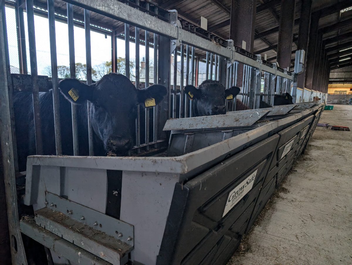 🌾 Join us on Dec 11 at 11:30 AM for a farm open day with the Mair family and the Muiresk Stabiliser herd in Turriff! Explore innovative feed efficiency trials, learn from special guest Jill Hunter from Harbro. Register now! 🐂✨

stabiliser.co.uk/stabiliser-cat…