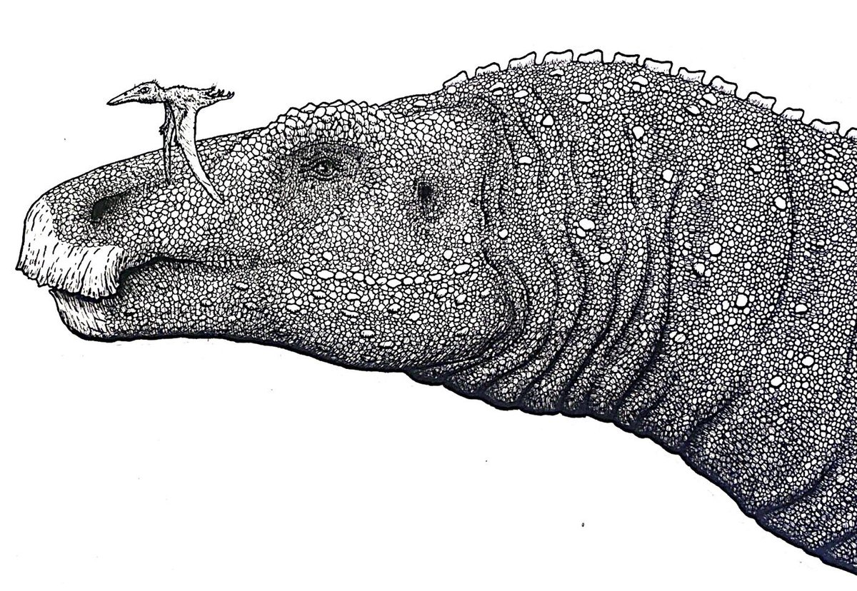 Celebrating 200 years of dinosaurs, <a href="/HarryBridger3/">Harry Bridger</a> explains his recent work on prehistoric eyesight in our next article!

Read more at ow.ly/449450TVvJl, and be sure to visit the new exhibition in honour of the naming of the first dinosaur!

<a href="/unibirmingham/">Uni of Birmingham</a> <a href="/morethanadodo/">Oxford University Museum of Natural History</a>