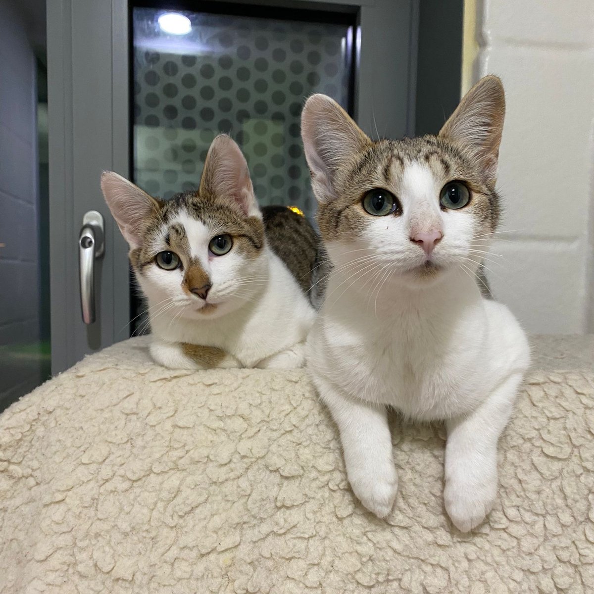 cotsdogscats's tweet image. These two cuties are always side by side, ready to melt hearts with their curious eyes and sweet expressions. 

Can you handle double the charm? 💕 #AnchovyAndKipper #AdoptablePets #DoubleTheLove #CotsDogsCats