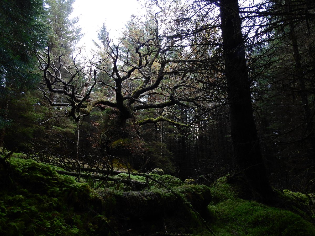 Visited the Skipinnish Oak the other day as I happened to be passing the day after it won UK Tree of the Year. It's been through a lot &amp; is still threatened but I hear positive things are in the pipeline...