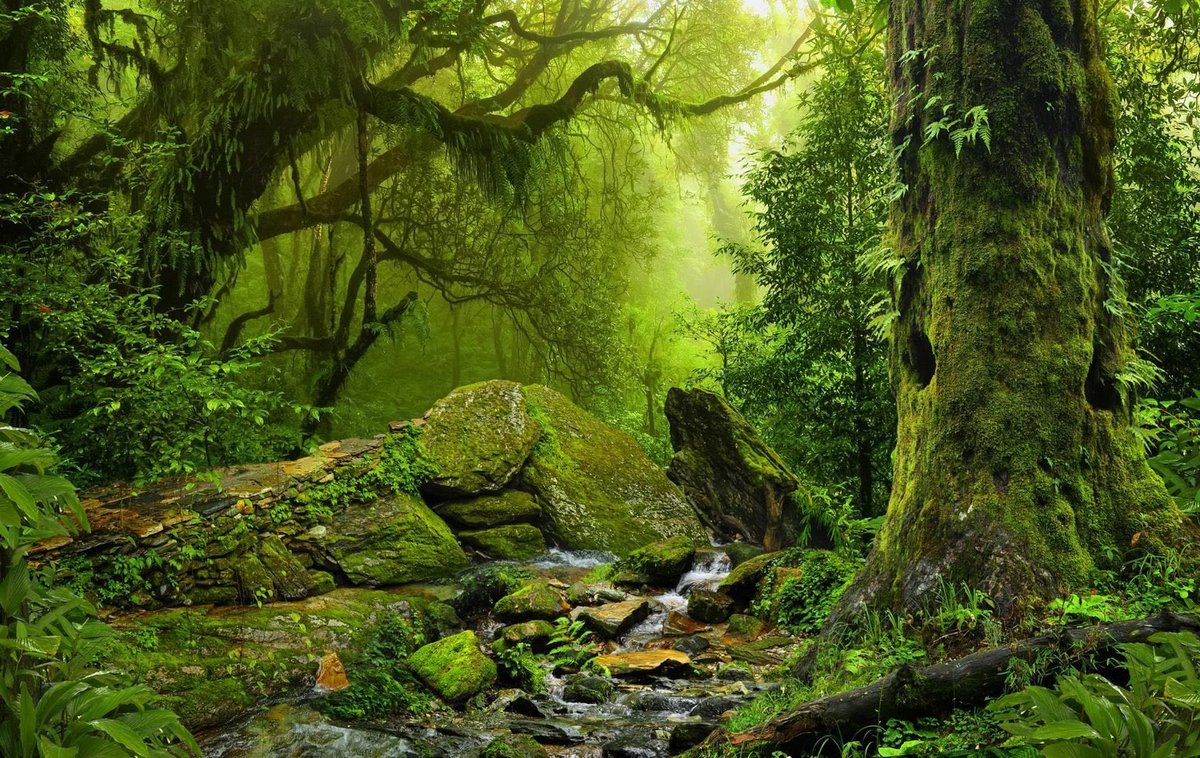 Some people advocate we are meant to be “guardians” of the Earth. Laughable, and another example of delusional human supremacy taken from old ecology textbooks.

Earth does not need “protection”. She takes care of herself. She just needs to be left alone. If you were Earth, would