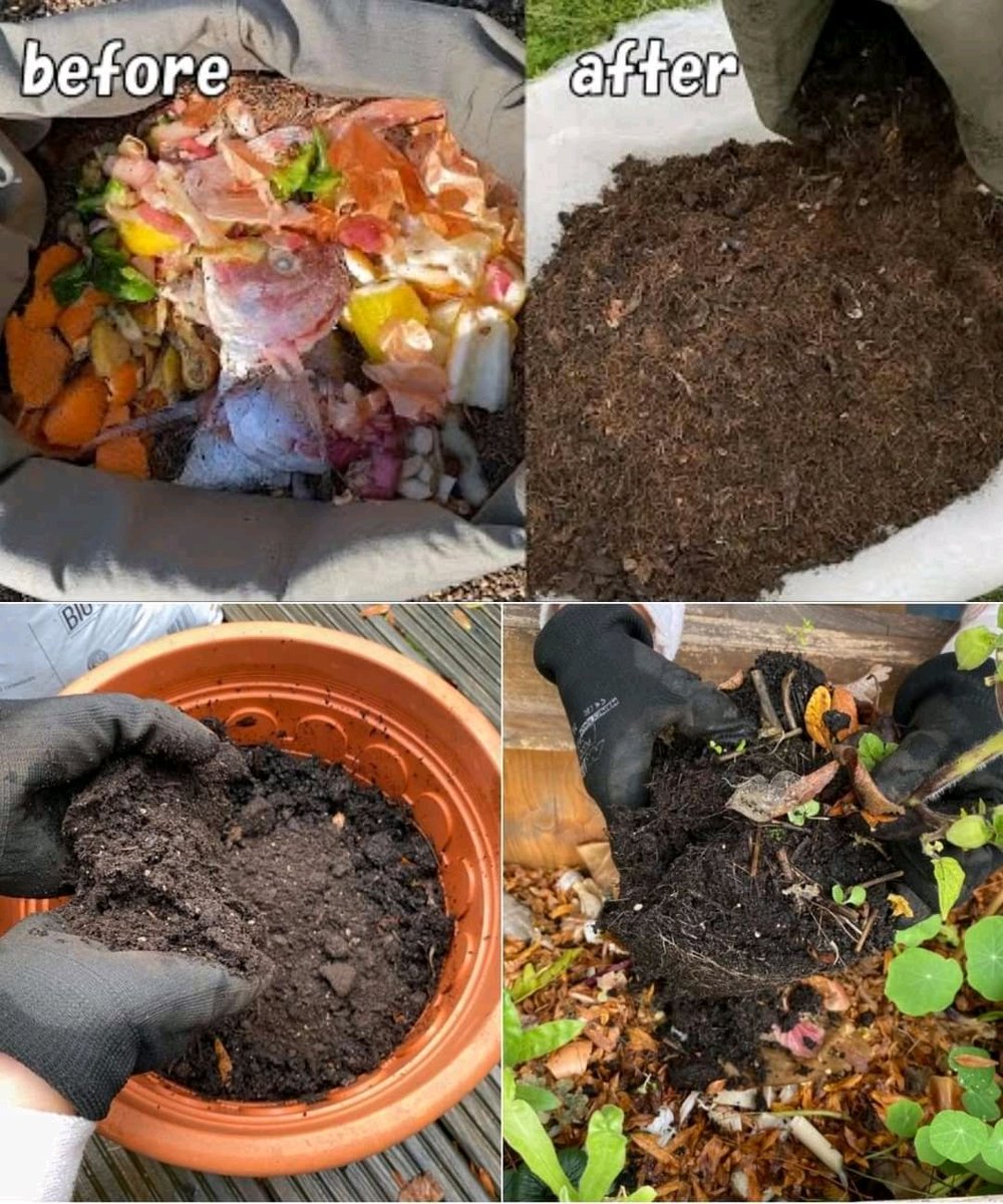 diharagirimana's tweet photo. Don't throw away kitchen waste or fallen leaves! You can easily reuse soil or make leaf mold
Soil Rejuvenation

By following these steps below, you can effectively reuse old soil and create nutrient-rich leaf mold for your garden. #FarmingLesson #FarmWithArt 

Thread 👇👇🧵 https://t.co/ERH3ojS8Zf