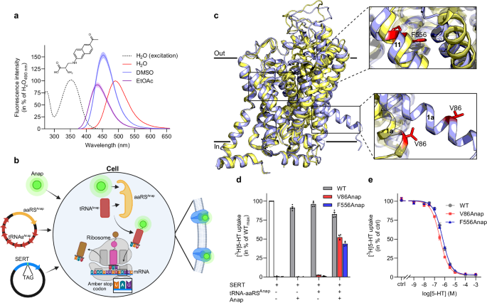 <a href="/cloland_dk/">LolandLab</a> <a href="/neuroscience_dk/">Department of Neuroscience, UCPH</a> report on changes in conformational dynamics of SERT imposed by the binding of ions and ligands

nature.com/articles/s4146…