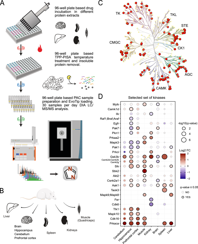 Nature Communications (@naturecomms) on Twitter photo <a href="/ucdmrt/">Tanveer Batth</a>, <a href="/jespervolsen/">Jesper V. Olsen</a>, <a href="/larsjuhljensen/">Lars Juhl Jensen</a>, <a href="/JesperOlsenLab/">JesperOlsenLab</a>, <a href="/UCPH_CPR/">CPRatUCPH</a>, @ntdonche develop a label-free PISA workflow to automate target identification and analysis. Applied to rat organs, they identify previously unknown drug targets for common medication
nature.com/articles/s4146… <a href="/ucdmrt/">Tanveer Batth</a>, <a href="/jespervolsen/">Jesper V. Olsen</a>, <a href="/larsjuhljensen/">Lars Juhl Jensen</a>, <a href="/JesperOlsenLab/">JesperOlsenLab</a>, <a href="/UCPH_CPR/">CPRatUCPH</a>, @ntdonche develop a label-free PISA workflow to automate target identification and analysis. Applied to rat organs, they identify previously unknown drug targets for common medication
nature.com/articles/s4146…