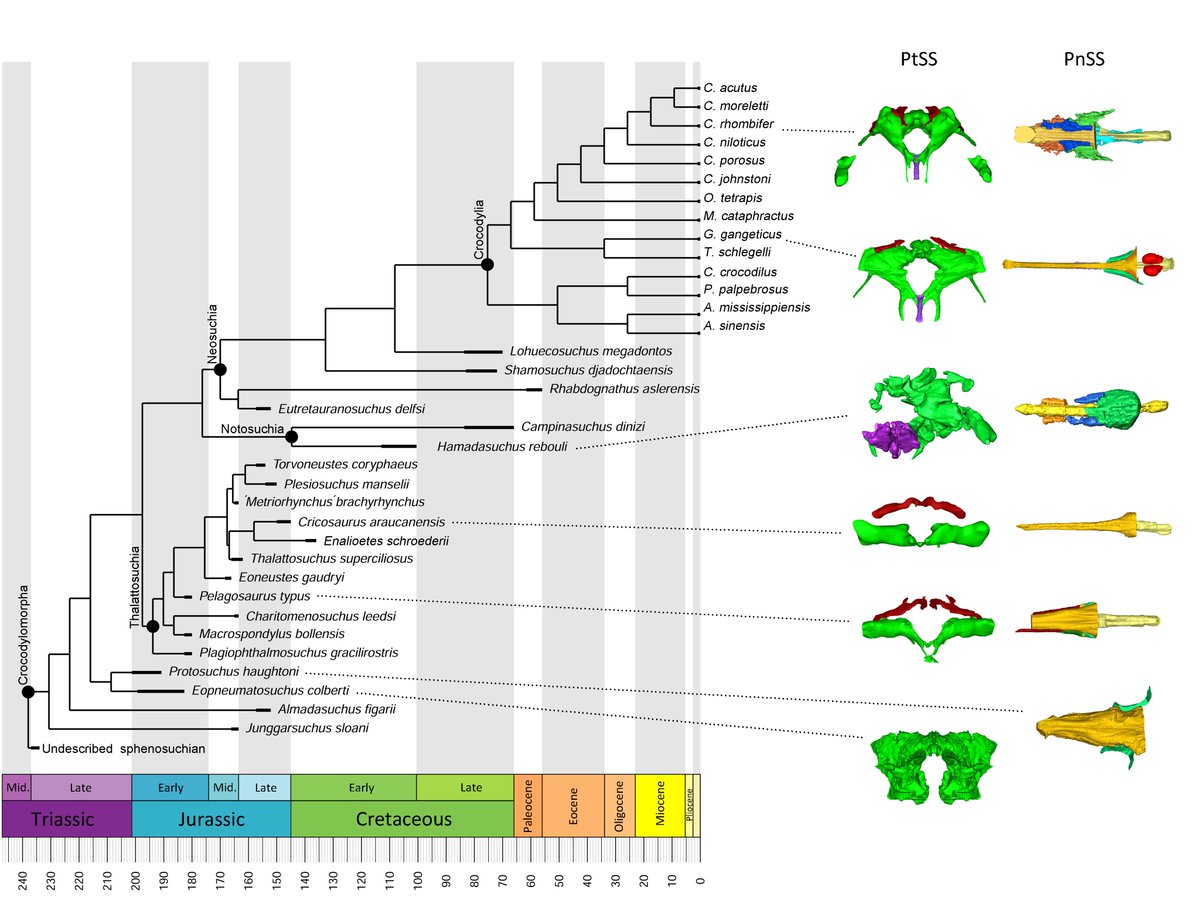 Check out our new paper on thalattosuchian sinus evolution!!!🚨 
I am so happy seeing this paper lead by <a href="/DrMarkYoung/">m</a>  published. 🐊🐊🐊Funding: <a href="/LeverhulmeTrust/">The Leverhulme Trust</a> 

Check it out here: royalsocietypublishing.org/doi/10.1098/rs…