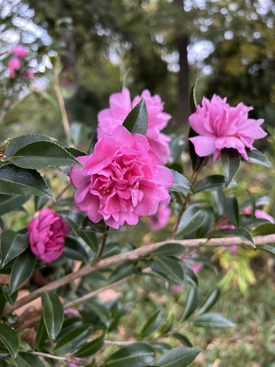 ilenagm's tweet photo. #FlowersOnFriday is the first of November with #Camellias popping out blooms everywhere. It is so dry I am using sprinklers to help my plants and the wildlife 😃💦
#NovemberFirst #Flowers #Gardening #PinkFlowerFriday #Plants #FlowerReport https://t.co/MRiaUfmNVi