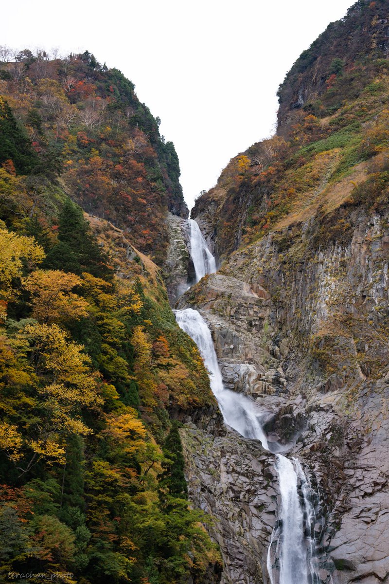 teraterer's tweet photo. 今日の称名滝
2024/11/01
称名滝 紅葉全開！

是非とも富山県へ

#称名滝
#癒し
#富山観光
#富山県
#観光
#日本
#Japan 
#tourist https://t.co/gcLqGyo4xB