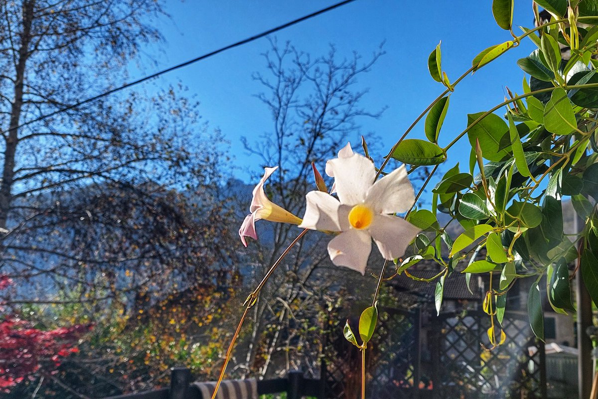 Italian & Art with Nicco - Dite! tweet media