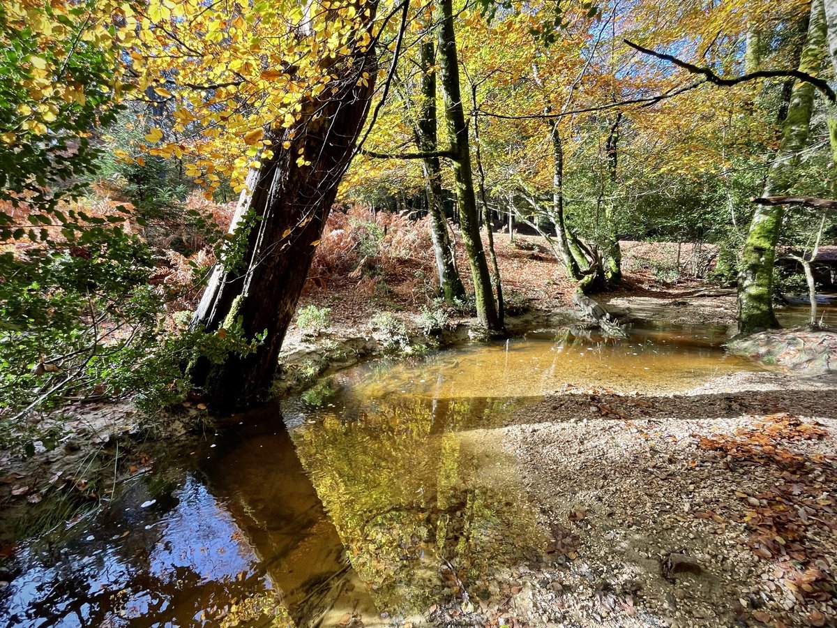 New Forest Walks tweet media