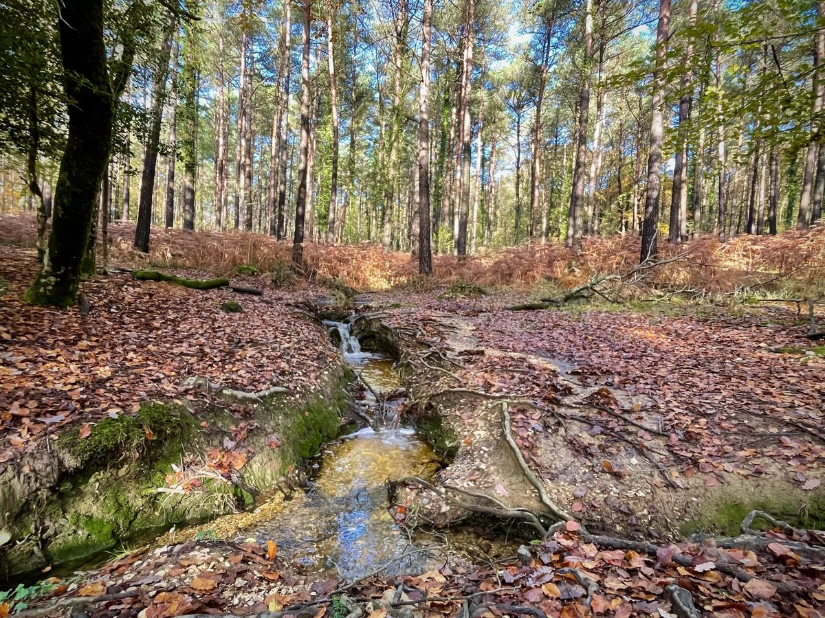 New Forest Walks tweet media