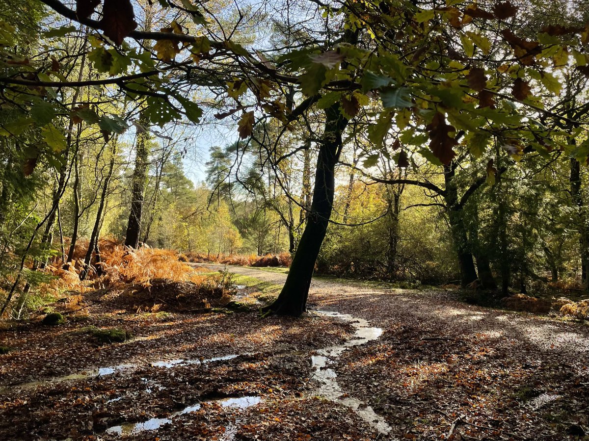 New Forest Walks tweet media
