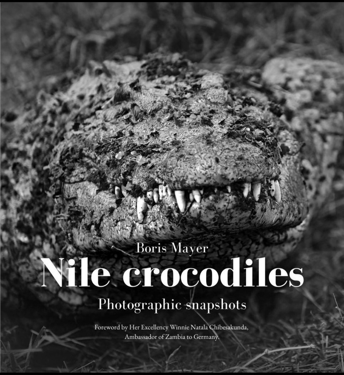 The husband, <a href="/BorisMayer/">Boris Mayer</a> authored “Nile Crocodiles”a captivating collection of photographic snapshots,facts,proverbs,African tales about #crocodiles .The book draws inspiration from his many visits to one of his favorite places in #Zambia —Kalimba Farm. shorturl.at/CQDws
