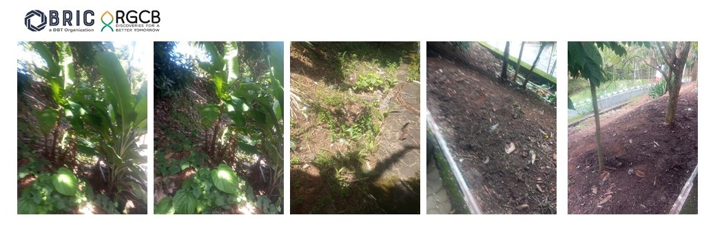 RGCB_Trivandrum's tweet image. As a part of the Swachhta Hi Seva Campaign 2024, #RGCB organized another cleaning drive on its premises. 
#SHS2024 
#SBD2024
#SwachhataHiSeva2024 
@DrJitendraSingh
@rajesh_gokhale
@DBTIndia
@IndiaDST
@SwachhBharatGov