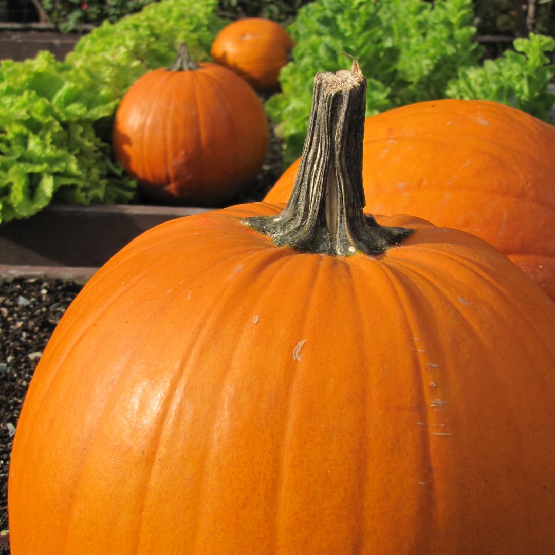 Memorial University Botanical Garden (@munbotgarden) on Twitter photo Want to learn how to compost that Jack O'Lantern? Join us during the Pumpkin Walk at Bannerman Park, 6:00pm this evening, for our free Backyard Composting Workshop.
stjohns.ca/en/recreation-… Want to learn how to compost that Jack O'Lantern? Join us during the Pumpkin Walk at Bannerman Park, 6:00pm this evening, for our free Backyard Composting Workshop.
stjohns.ca/en/recreation-…