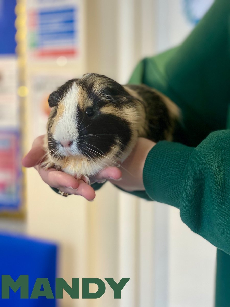 Milly, Molly and Mandy are all settling in well at The Pilgrim School! ❤️