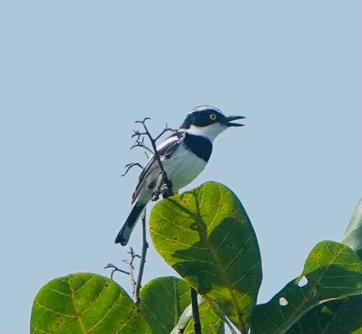 Senegal Batis (Batis senegalensis) 
#birdphotography #birdwatching #travelphotography #birdlovers #BirdTwitter #guiding #trips #Tours #gambia #Senegal
