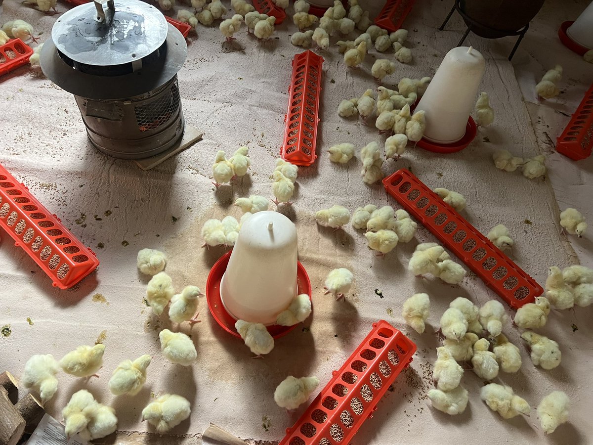 New chicks on the block. 

#campjamesfarm