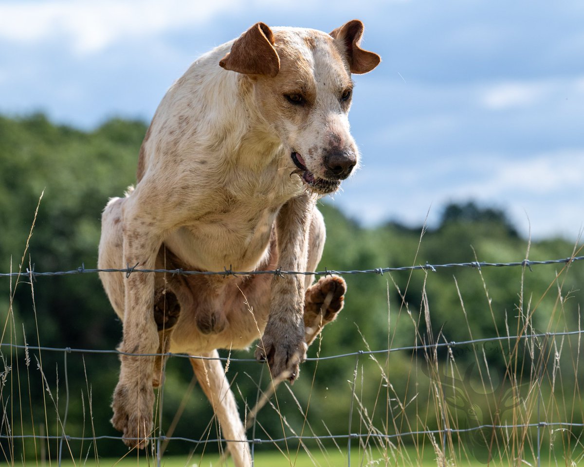 lurcherwork's tweet image. #workingdog #hound #foxhound #hunting