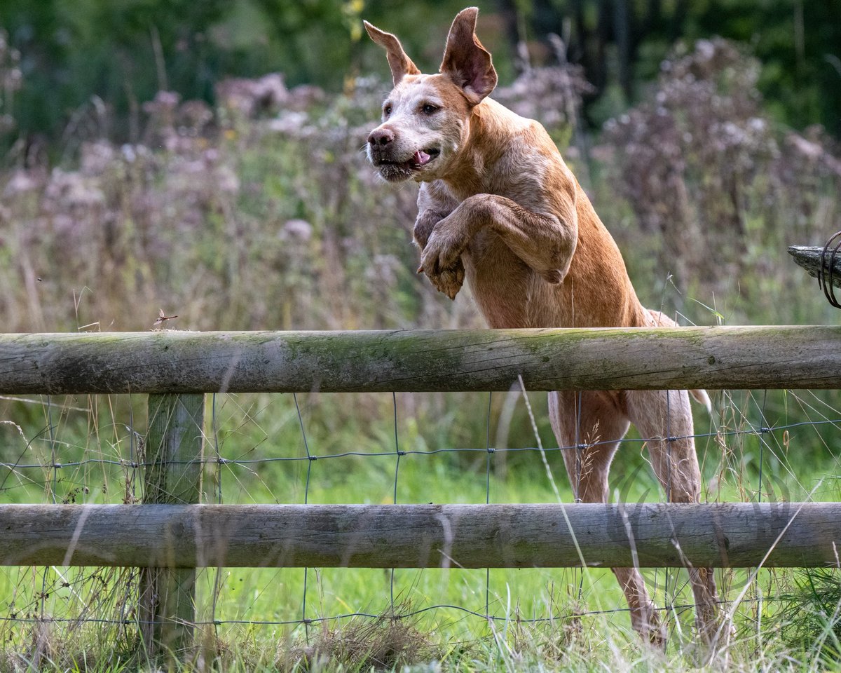lurcherwork's tweet image. #workingdog #hound #foxhound #hunting