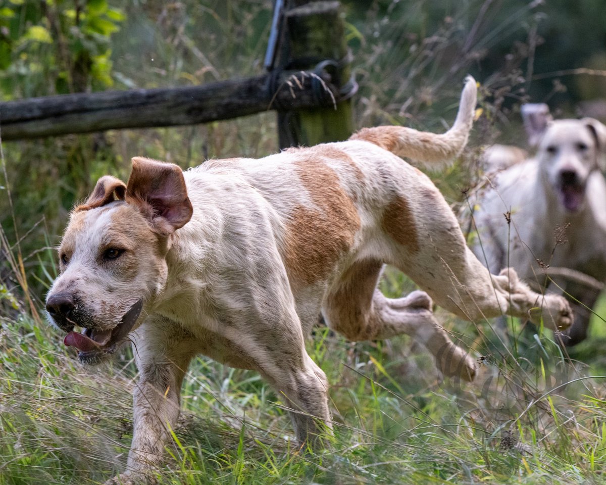 lurcherwork's tweet image. #workingdog #hound #foxhound #hunting