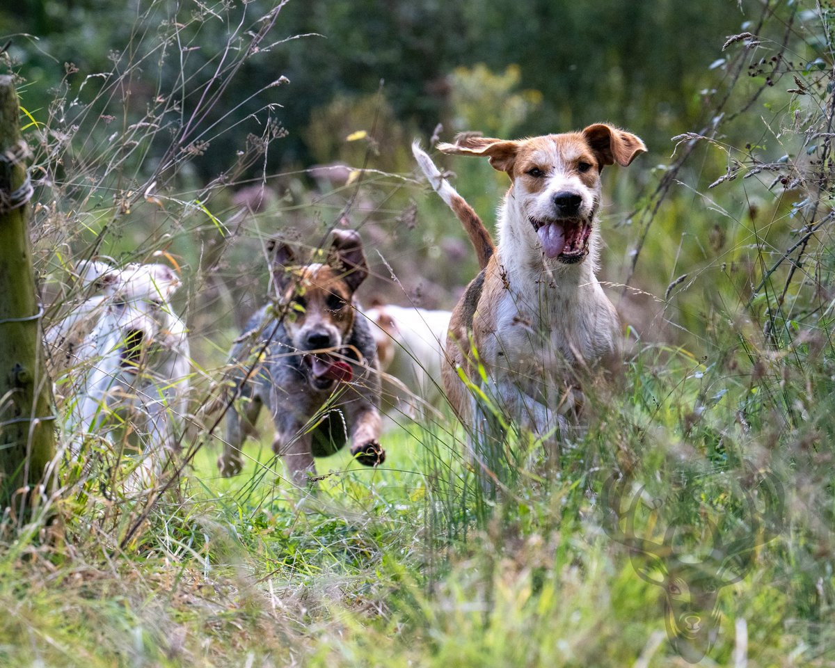 lurcherwork's tweet image. #workingdog #hound #foxhound #hunting
