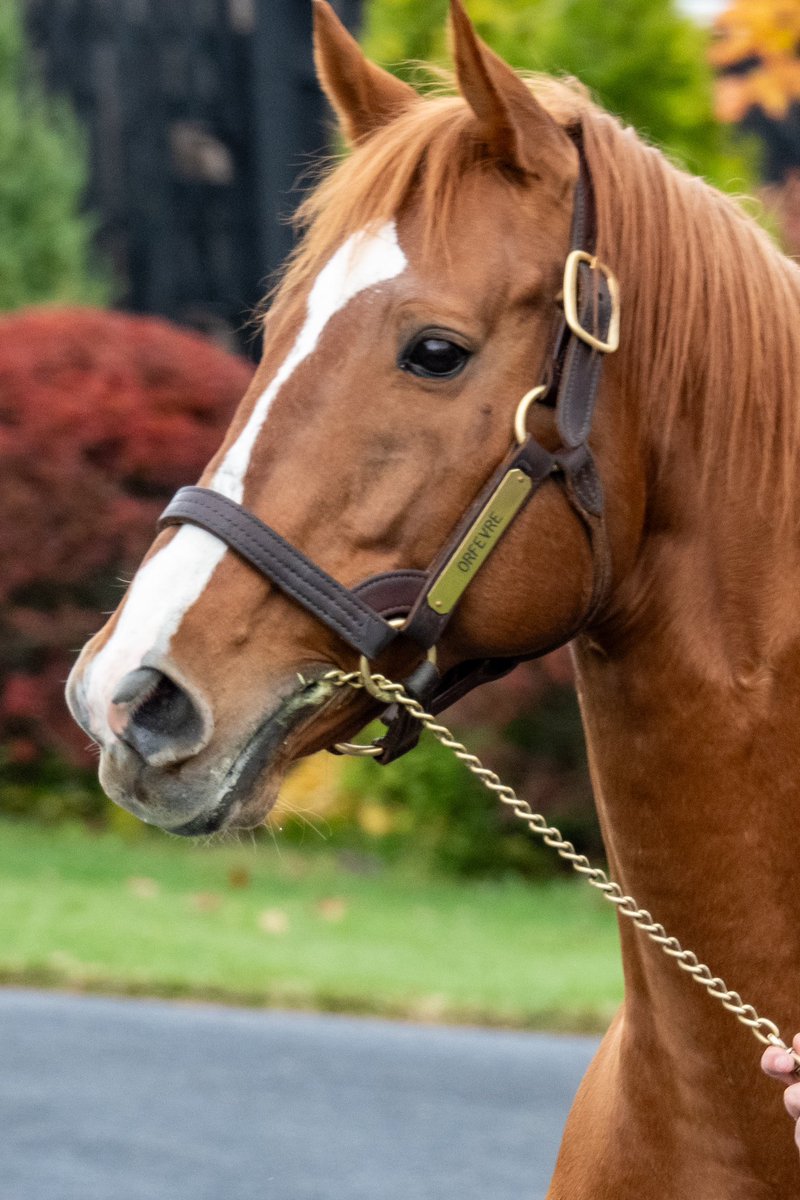 オルフェーヴルさま確認ページ♡ オルフェーヴル 変わらず元気なオルフェ 今年も会えて良かったよ