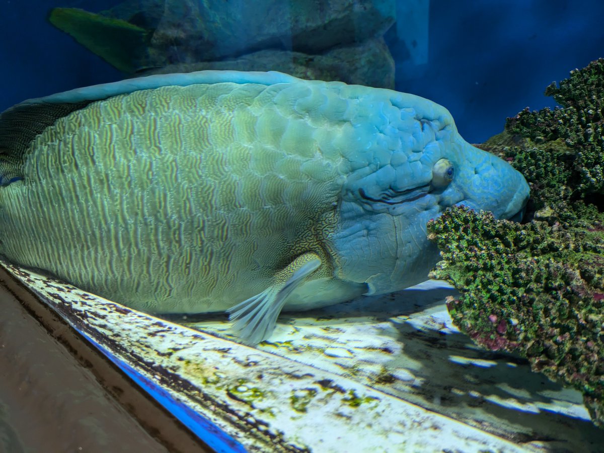 メガネモチノウオ】 目の後ろの線の模様がメガネをかけているように