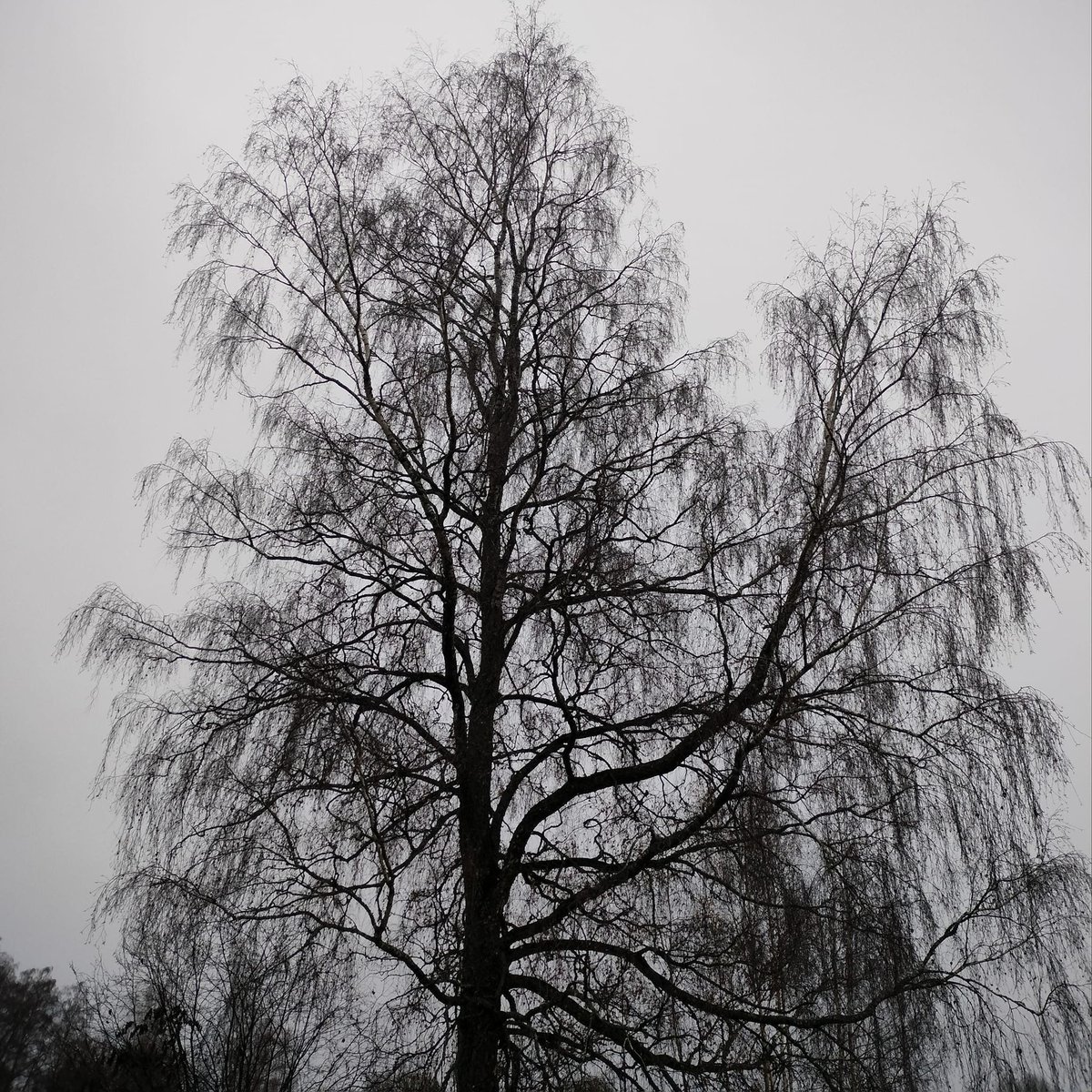Kaik659300's tweet image. 🌫️ The beauty of bare branches against a winter sky 🌲✨ Even in simplicity, nature speaks volumes. #WinterSilhouette #BareBranches #NatureArt #MonochromeBeauty #PeacefulVibes #TreeLovers #NovemberMood #NaturePhotography 🌿🤍