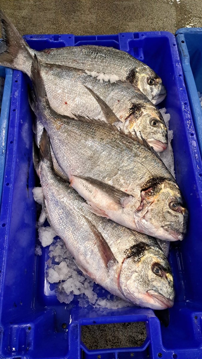 UFAveiling's tweet photo. 🎣 Bijzondere vangst! 🎣 De SCH 144 heeft maar liefst 48 kilo Dorade Royal binnengebracht. 🐟✨ En alsof dat nog niet bijzonder genoeg was: de hele partij werd direct in één keer verkocht! 👏#SCH144 #DoradeRoyal #VisafslagScheveningen #VerseVangst #LokaleHeld https://t.co/ArBBFPFDsF