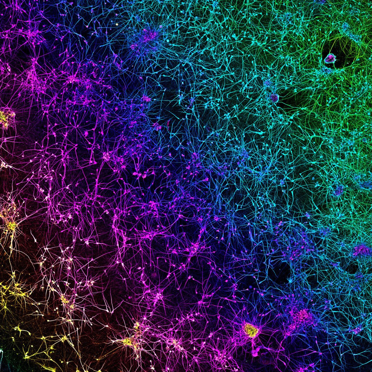 Sama_Books's tweet photo. A network of dopaminergic neurons generated from human stem cells

Source : Dr. Nick Gatford

#neuroscience #neurotwitter #Scitwitter #Science #Fluoroscencefriday https://t.co/1NhwN5qNUp