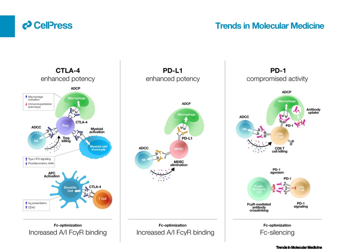 Rony Dahan (@dahanlab) on Twitter photo Just published📢 Our new forum article on Fc-optimized checkpoint antibodies for cancer therapy. New to immunotherapy and antibody engineering? This one’s for you! Co-authored with Alan Korman. <a href="/TrendsMolecMed/">Trends in Molecular Medicine</a> #CancerImmunotherapy #FcEngineering
sciencedirect.com/science/articl… Just published📢 Our new forum article on Fc-optimized checkpoint antibodies for cancer therapy. New to immunotherapy and antibody engineering? This one’s for you! Co-authored with Alan Korman. <a href="/TrendsMolecMed/">Trends in Molecular Medicine</a> #CancerImmunotherapy #FcEngineering
sciencedirect.com/science/articl…