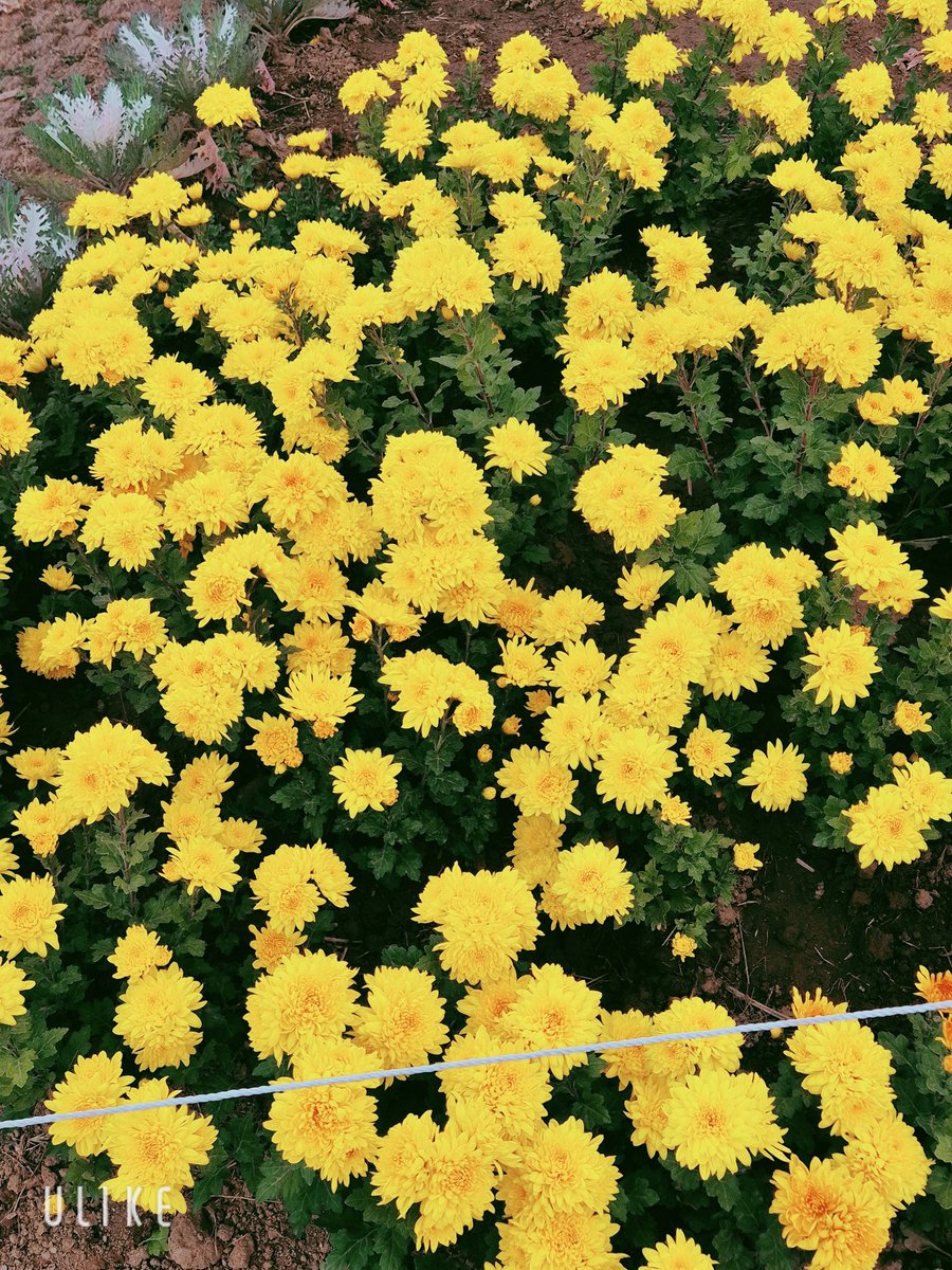 CD 지수 (@ulsancats) on Twitter photo 