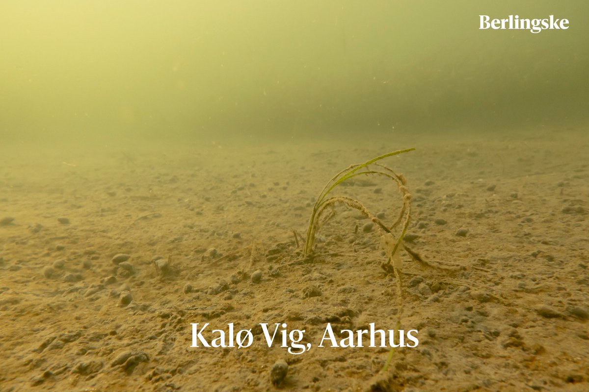 Alexander Holm tweet media