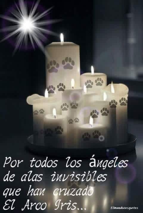 #DiaDeTodosLosSantos
En un dia tan especial encendemos una vela en recuerdo y memoria de TODOS los animales fallecidos por causa de la #dana.
Los invisibles,los grandes olvidados...
Que la tierra os sea leve.
D.E.P