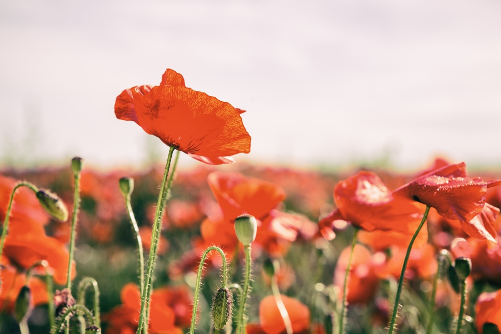 🌺 #Remembrance  Sunday

The #FyldeCoast will commemorate the brave men and women who have fallen while serving their country, with services across the coast on Sunday 10 November.

👀Find them all here👉bit.ly/rem-day-ser