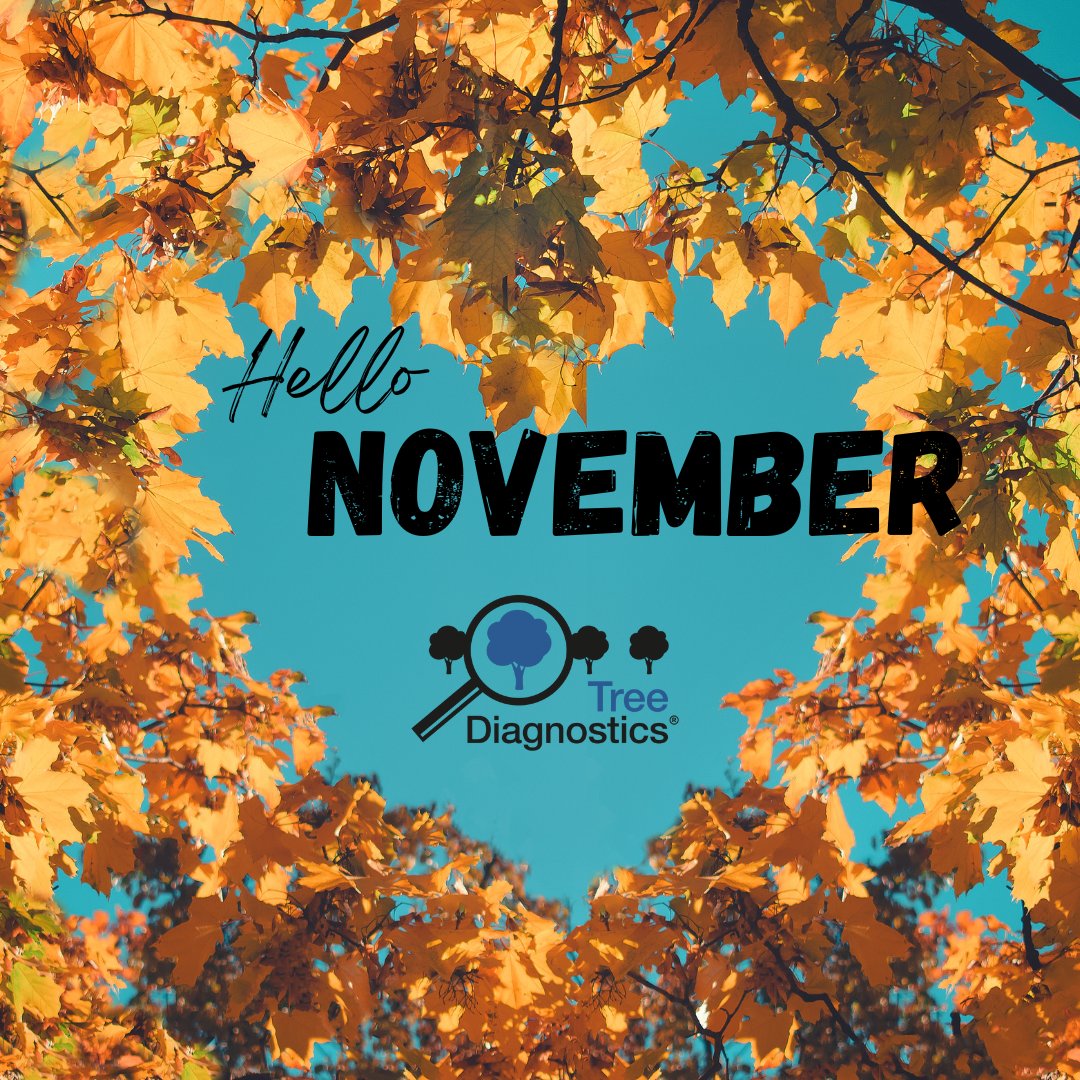 Why work indoors when nature is calling?  

November offers a unique blend of cool temperatures and breath taking scenery, perfect for anyone who loves hands-on working in nature.
For all your further investigation needs and wants please contact the team at Tree Diagnostics.
