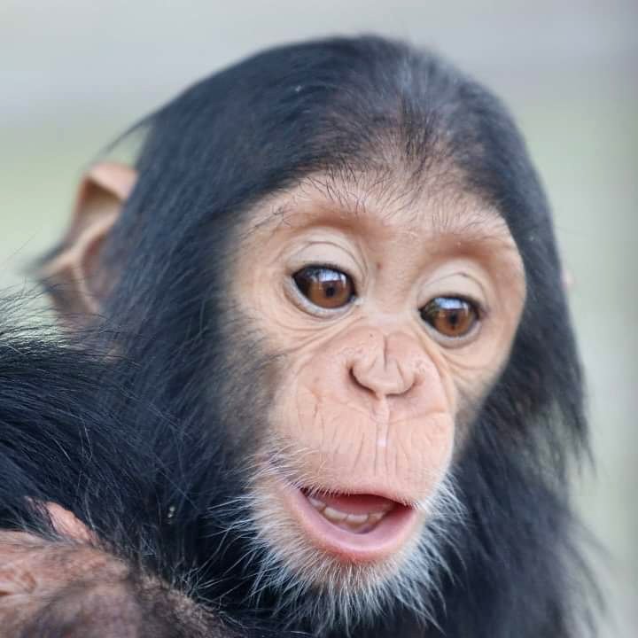 ngambaisland's tweet photo. #Chimpchronicles
Wait… It’s already November?! 😱 How did that happen?! Time really flies when you’re busy in the forest! Happy New Month! Let’s make the most of what’s left of 2024. 
#ChimpLife #WhereDidTheYearGo #NovemberSurprise #ConservationCountdown https://t.co/h3Pe09jRY5
