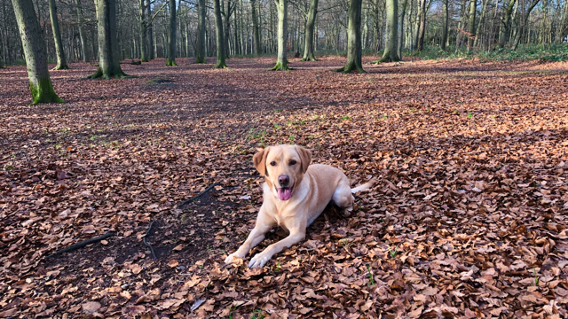 Labrador Rescue SE&C tweet media